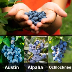 3-in-1 Blueberry Bush (Southern Highbush) -Green Plant Store 3 up Southern 2 Austin