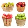 4-in-1 Apple Tree 1 4-in-1 Apple Tree -Green Plant Store 4 in 1 Apple 600x600 f3045961 5398 4298 ab46 f05694ca30e3