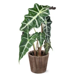 Alocasia Polly With Decorative Pot -Green Plant Store 5IN Brown Wilson with Alocasia Poly