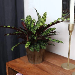 Calathea Rattlesnake With Decorative Pot -Green Plant Store 5IN Brown Wilson with Calathea Rattlesnake 5