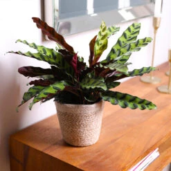 Calathea Rattlesnake With Decorative Pot -Green Plant Store 5IN Brown Wilson with Calathea Rattlesnake 7