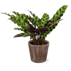 Calathea Rattlesnake With Decorative Pot -Green Plant Store 5IN Brown Wilson with Calathea Rattlesnake ab4455e5 467d 4c73 8ad5 e5b6c64c35eb