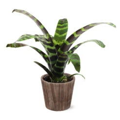 Zebra Plant In Decorative Pot -Green Plant Store 5IN Brown Wilson with Splinriet Bromeliad b0b5d4a4 c8f2 40fe b317 71eca7afa132