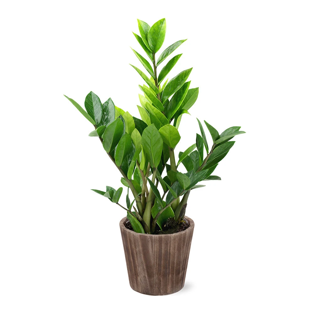 5-Inch ZZ Plant In Decorative Pot 5 5-Inch ZZ Plant In Decorative Pot - Image 3