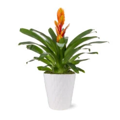 5-Inch Bromeliad In Decorative Pot -Green Plant Store 5IN Evi Orange Intenso Bromeliad with Moss Topping