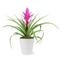 5-Inch Bromeliad In Decorative Pot -Green Plant Store 5IN Evi Pink Antonio Bromeliad with Moss Topping 1