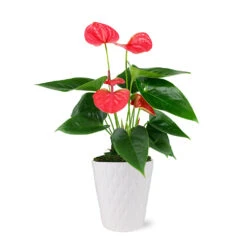 Pink Anthurium -Green Plant Store 5IN Evi Sweet Dream Pink Anthurium with Moss Topping