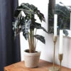 Alocasia Polly With Decorative Pot -Green Plant Store 5IN Jute with Alocasia Poly 600x600 1