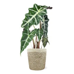 Alocasia Polly With Decorative Pot -Green Plant Store 5IN Jute with Alocasia Poly 39282069 e2ce 4123 89c6 404869a804ad