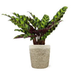 Calathea Rattlesnake With Decorative Pot -Green Plant Store 5IN Jute with Calathea Rattlesnake