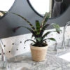 Zebra Plant In Decorative Pot -Green Plant Store 5IN Jute with Splinriet Bromeliad 600x600 eba02504 b7f2 4b6f b255 27e029df8cd0