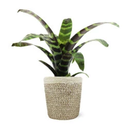 Zebra Plant In Decorative Pot -Green Plant Store 5IN Jute with Splinriet Bromeliad 88162cef 9c67 4003 9207 e88eb2700019