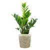 5-Inch ZZ Plant In Decorative Pot -Green Plant Store 5IN Jute with ZZ 600x600 1