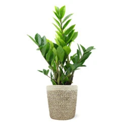 5-Inch ZZ Plant In Decorative Pot 11 5-Inch ZZ Plant In Decorative Pot -Green Plant Store 5IN Jute with ZZ 1a07c7a6 5ad0 44c5 b0da 41fcc0b7d538