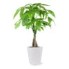 Money Tree In White Pot 2 Money Tree In White Pot -Green Plant Store 5 inch Savannah White Money Tree 600x600 4ee4d8c6 1d40 407a 8f49 cba22f672e39