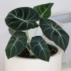 Alocasia Black Velvet -Green Plant Store ALocasia Black Velvet 7
