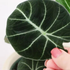 Alocasia Black Velvet -Green Plant Store ALocasia Black Velvet FGT 5