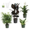 Air-Purifying House Plant Kit 2 Air-Purifying House Plant Kit -Green Plant Store Air Purifying 600x600 5c43e1c2 c436 44bb b11b 872821d8d685