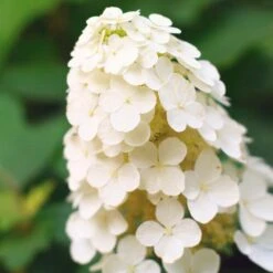 Alice Oakleaf Hydrangea -Green Plant Store Alice Oakleaf Hydrangea 2