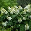 Alice Oakleaf Hydrangea 2 Alice Oakleaf Hydrangea -Green Plant Store Alice Oakleaf Hydrangea FGT 600x600 114553d2 b957 41b8 81e9 36bf1662cd52