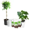 All-in-One House Plant Starter Kit -Green Plant Store AllinOneHouseplant Kit 600x600 8701745b 5d2b 4567 9db8 4004946abd2b