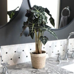 Alocasia Polly With Decorative Pot -Green Plant Store Alocasia 2