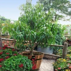 Alphonso Mango -Green Plant Store Alphonso Mango 1 FGT