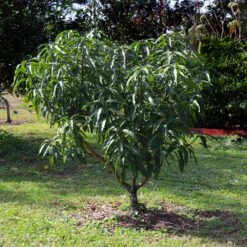 Alphonso Mango -Green Plant Store Alphonso Mango 6 FGT