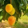 Alphonso Mango -Green Plant Store Alphonso Mango FGT 600x600 276d8cf8 8d09 4e9e a9a6 e75c33c90b10