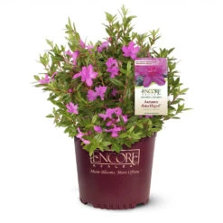 Autumn Amethyst® Encore® Azalea -Green Plant Store Amathyst Encore Azalea 1