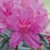 Autumn Amethyst® Encore® Azalea 1 Autumn Amethyst® Encore® Azalea -Green Plant Store Amathyst Encore Azalea 600x600 d5c85a1a 96c9 437b b713 6a0b44fcc575