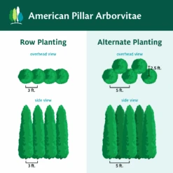Full Speed A Hedge® American Pillar Arborvitae -Green Plant Store AmericanPillarArborvitae