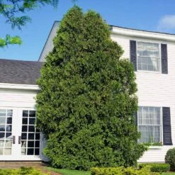 American Arborvitae 13 American Arborvitae -Green Plant Store American Arborvitae 6