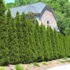 American Arborvitae 1 American Arborvitae -Green Plant Store American Arborvitae FGT 600x600 66a6204b d353 41a4 b093 f749e6956bfc
