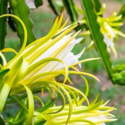 American Beauty Dragon Fruit -Green Plant Store American Beauty Dragon Friuit 3