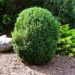 American Boxwood Shrub 12 American Boxwood Shrub -Green Plant Store American Boxwood 1 FGT