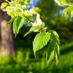 American Elm Tree -Green Plant Store American Elm Tree 2 FGT