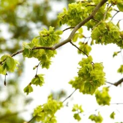 American Elm Tree -Green Plant Store American Elm Tree 8
