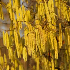 American Hazelnut Filbert 11 American Hazelnut Filbert -Green Plant Store American Hazelnut 2