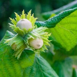 American Hazelnut Filbert 10 American Hazelnut Filbert -Green Plant Store American Hazelnut 5 FGT