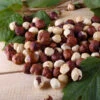 American Hazelnut Filbert -Green Plant Store American Hazelnut FGT 600x600 d015e01b c4d6 4c82 8311 7588dd611154