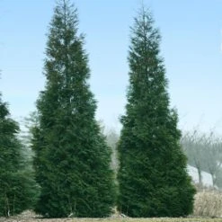 Full Speed A Hedge® American Pillar Arborvitae -Green Plant Store American Pillar Arborvitae 1