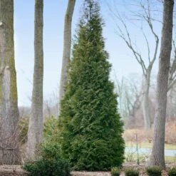 Full Speed A Hedge® American Pillar Arborvitae -Green Plant Store American Pillar Arborvitae 2