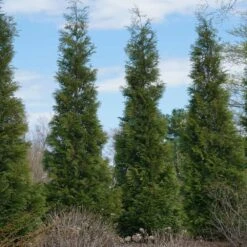 Full Speed A Hedge® American Pillar Arborvitae -Green Plant Store American Pillar Arborvitae 3