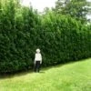 Full Speed A Hedge® American Pillar Arborvitae 1 Full Speed A Hedge® American Pillar Arborvitae -Green Plant Store American Pillar Arborvitae 600x600 15bd0c00 a879 48d7 a20e 597115f67062