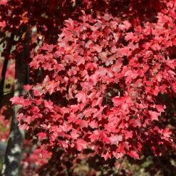 American Red Maple Tree -Green Plant Store American Red Maple