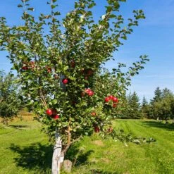 Anna Apple Tree 9 Anna Apple Tree -Green Plant Store Anna Apple 5 18fd1efa 6104 495b b124 94041e7fae48