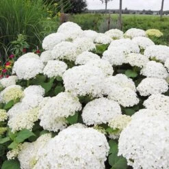 Annabelle Hydrangea Shrub 9 Annabelle Hydrangea Shrub -Green Plant Store Annabelle Hydrangea 1 FGT