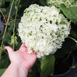 Annabelle Hydrangea Shrub 10 Annabelle Hydrangea Shrub -Green Plant Store Annabelle Hydrangea 3