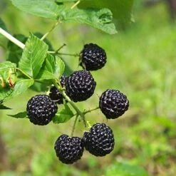 Apache Blackberry - USDA Organic -Green Plant Store Apache Blackberry 450 D1 4179cffd f3d4 477a bfba 36257375e93a